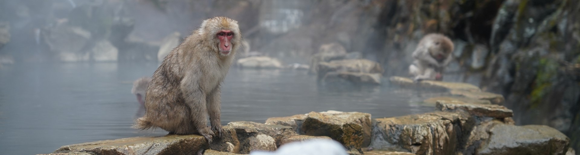 Monkey See, Monkey  Onsen, in Nagano, Japan