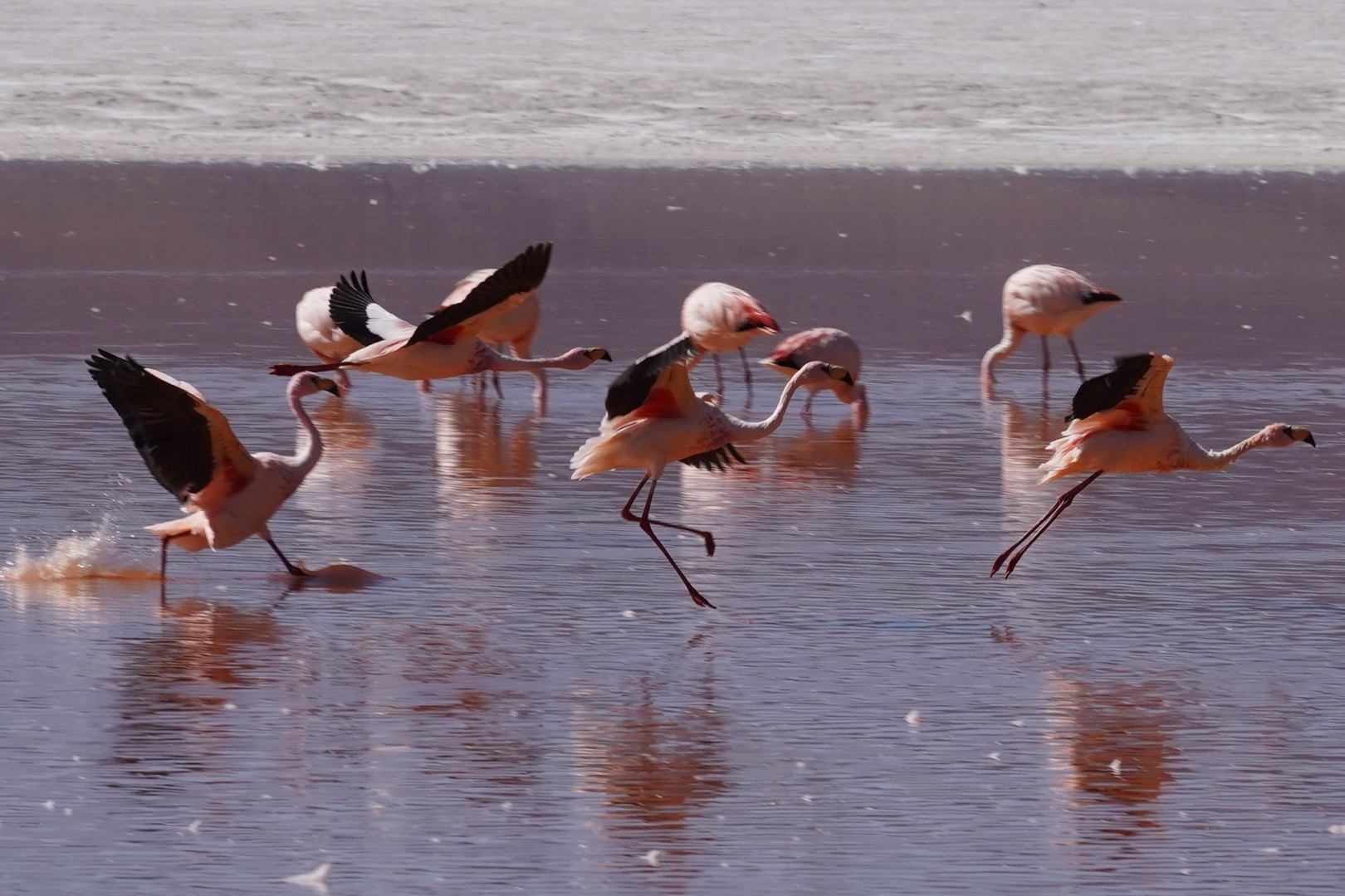 Dancing with Flamingos in Bolivia