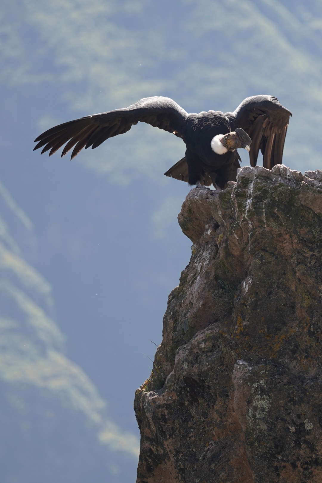 Chasing Condors Around Southern Peru