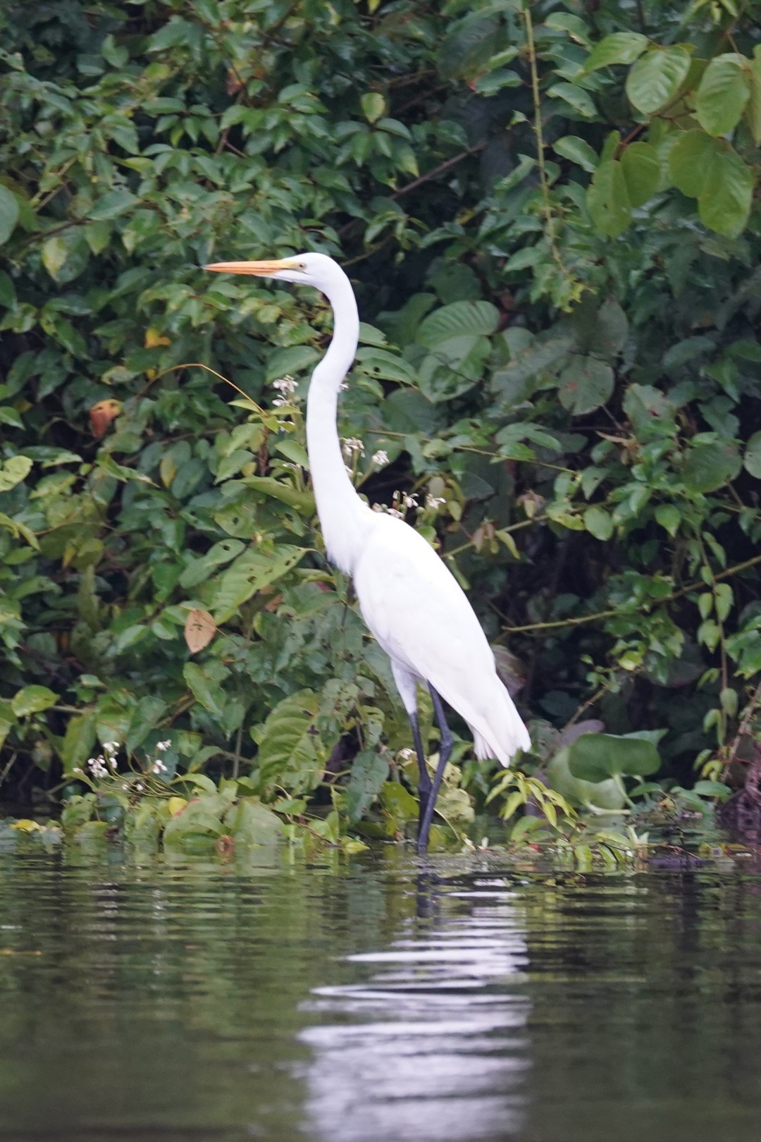 Into the Peruvian Amazon Aboard La Perla