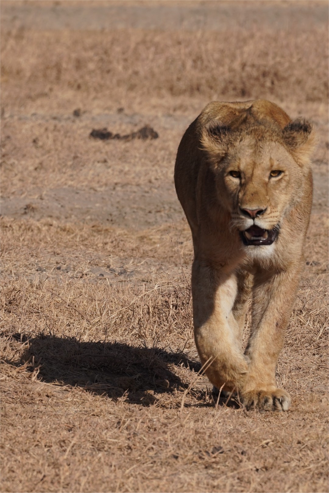 Witnessing the Circle of Life in Tanzania