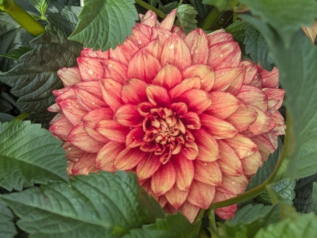 A Thousand Flowers and a Pesky EKG Test