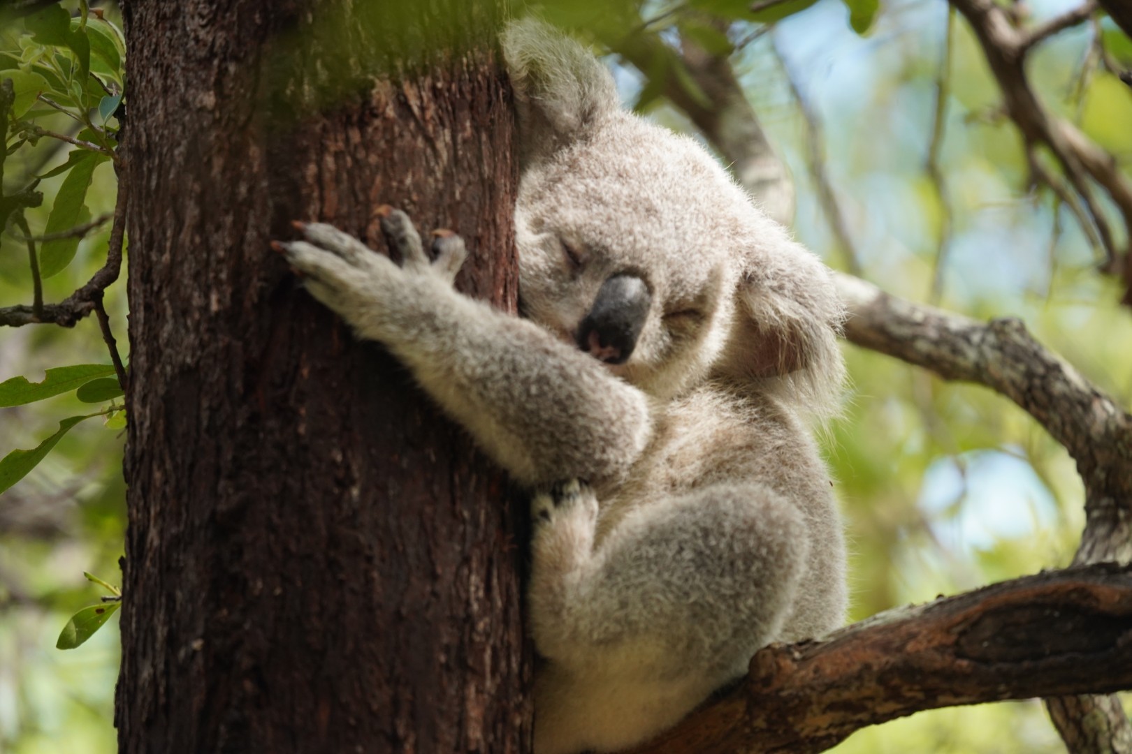 Sleeping Koalas and Giant Mangoes in Australia