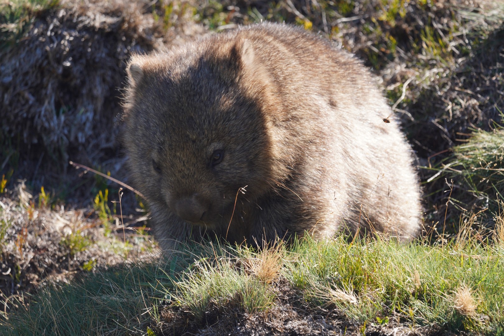 Spying on Penguins and Wombats in Tasmania, Australia